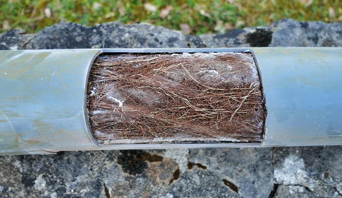 Sewer pipe cut open to show a blockage of packed tree roots